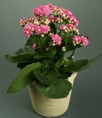长寿花怎样修剪好看
