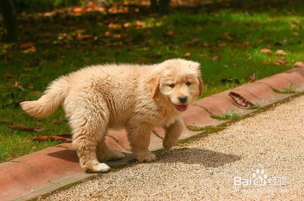 莱姆病是什么?如何预防莱姆病?