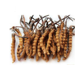 关于冬虫夏草服用的五个误区