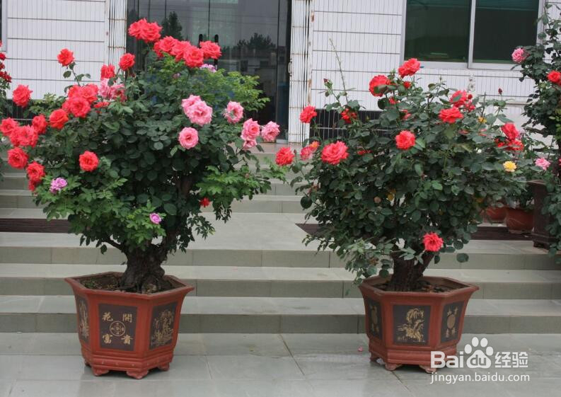 怎么养盆栽月季