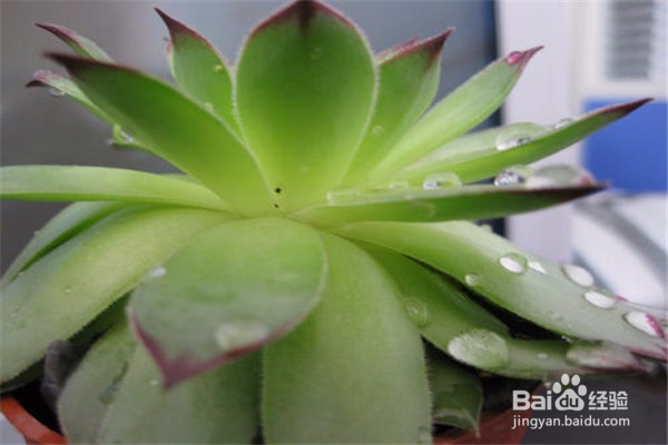 观音莲的养殖方法和注意事项都有哪些？