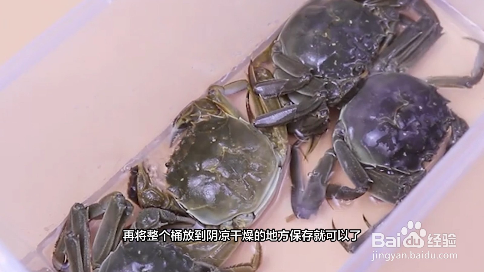 大闸蟹活的如何保存
