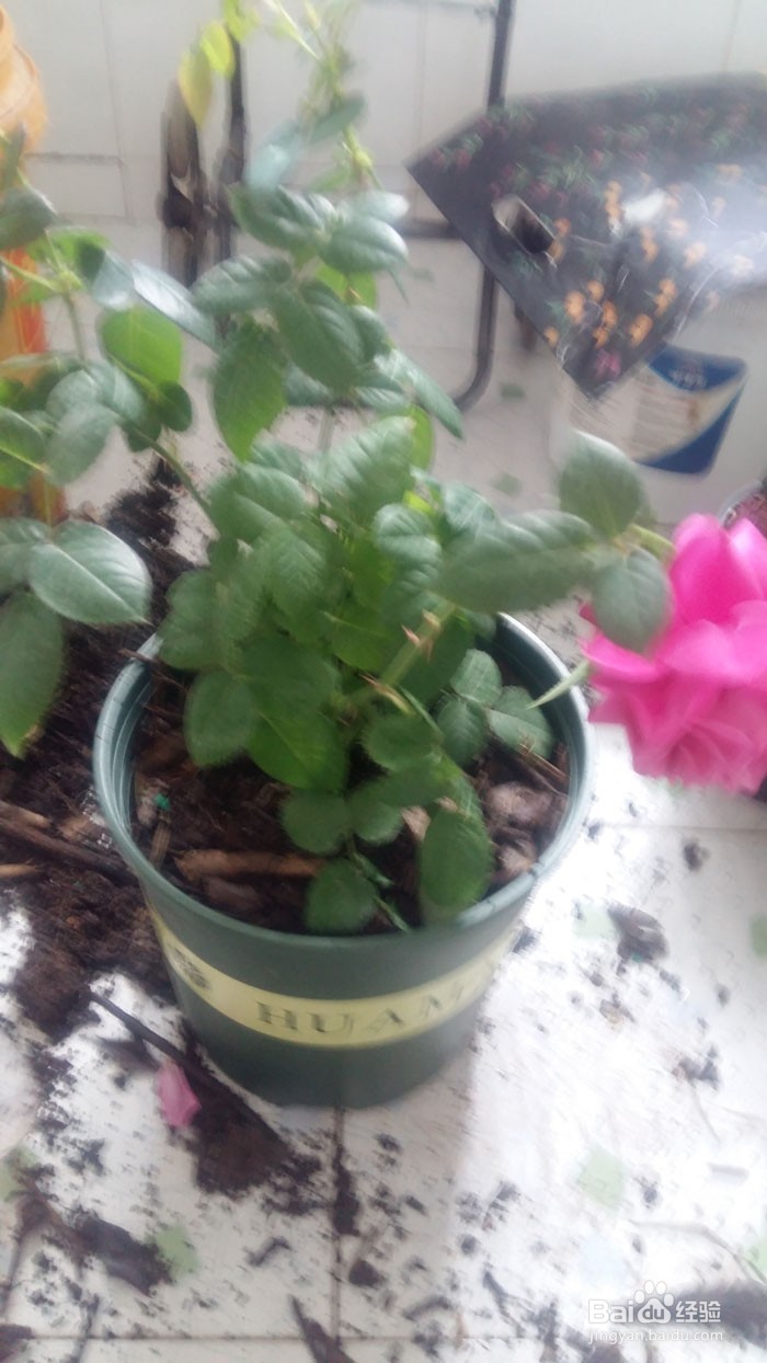 花草翻盆换土方法，怎么养好花草开花多