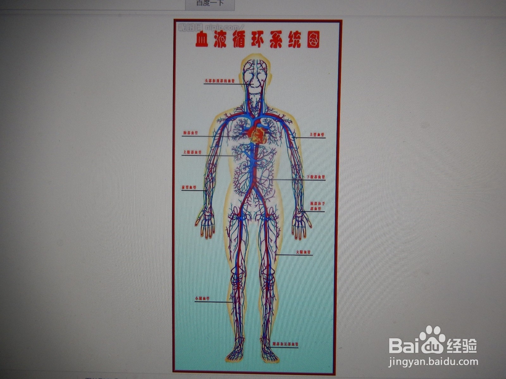 怎么提高血管“年轻化”，防止变老？