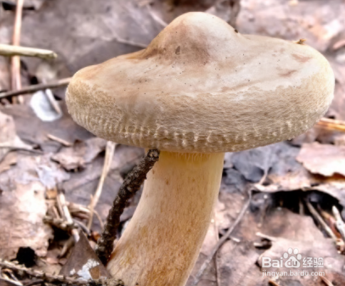 香菇不能跟哪些食物一起食用