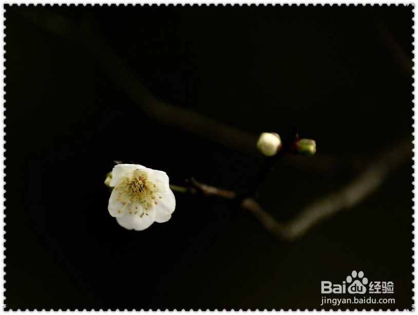 #过年#怎样欣赏拍摄腊梅？