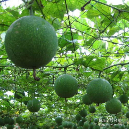 瓜蒌的培育方法和注意事项