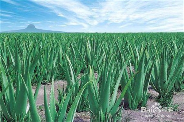 芦荟的养殖方法和注意事项是什么？