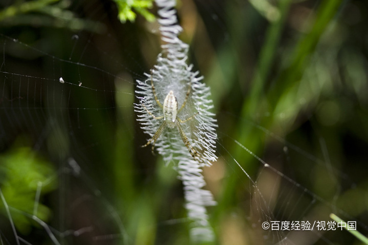 屋里蜘蛛多用什么方法可以祛除