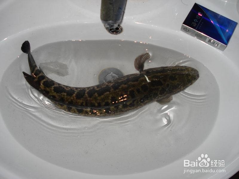 香辣酸菜鱼——好吃的你不想停