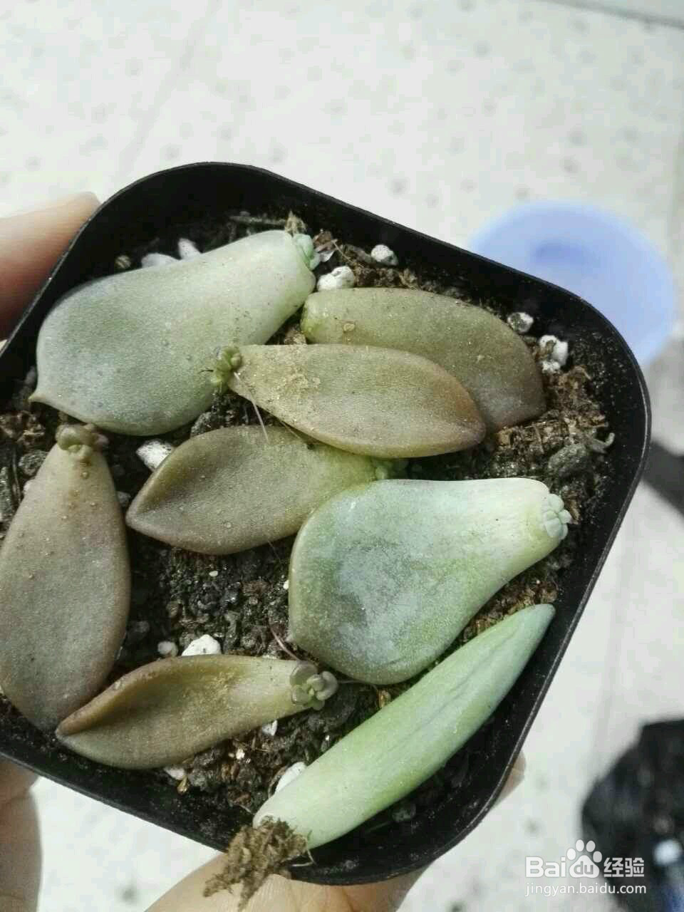多肉植物怎么种(养)