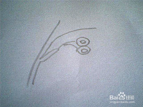 简笔画榆树钱的画法