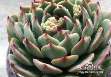 吉娃娃多肉的养殖方法和注意事项