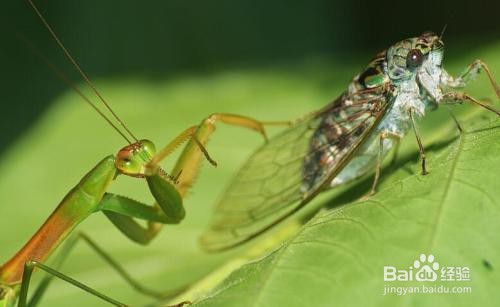 怎么捕捉和饲养螳螂