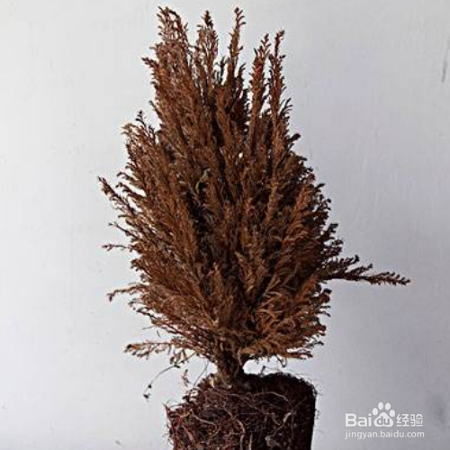 怎样挽救已经快要枯死的盆栽？