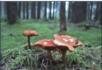 好的构图是成功的一半