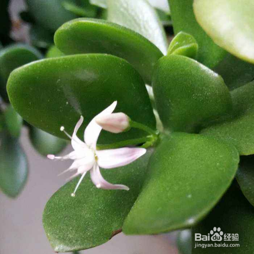 万年青怎么养才茂盛