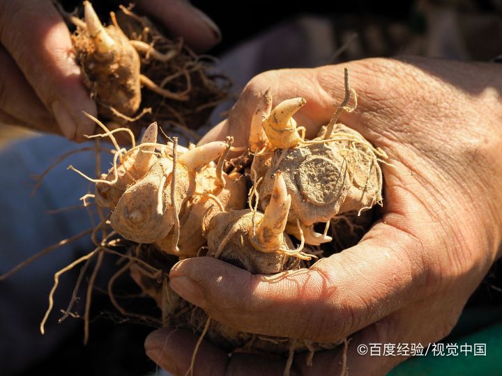 黄金药材怎么种植