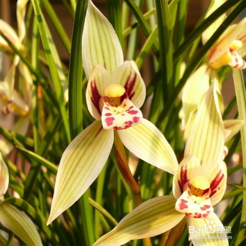 怎样养兰花才长的很好？