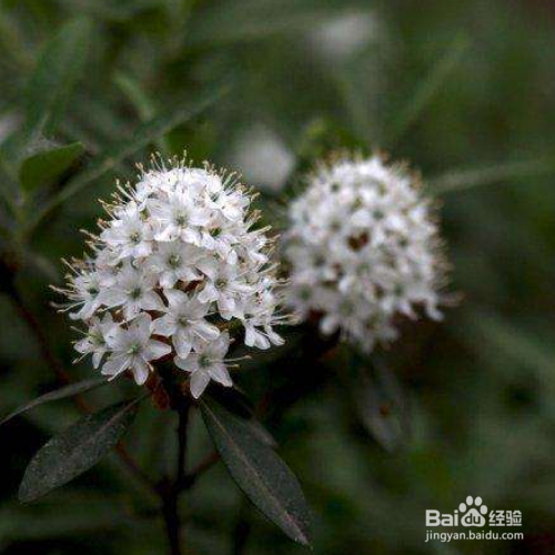 照山白的种植方法和注意事项