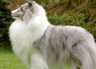 喜乐蒂牧羊犬的饲养方法