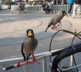 梧桐鸟怎样挑选