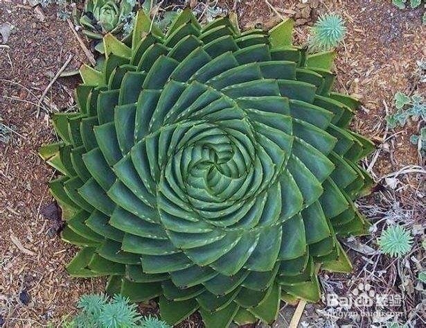 孕妇需要慎吃的食物有哪些