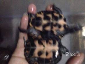 养龟新手如何正确地抓龟