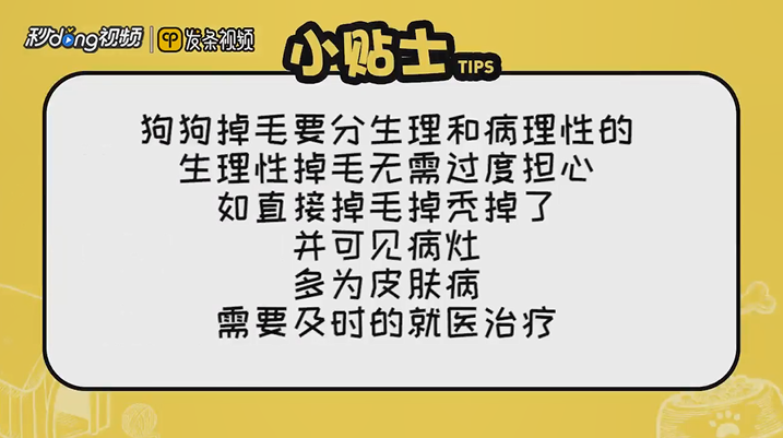 狗狗严重掉毛怎么办