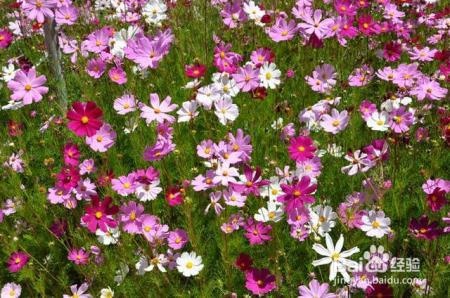 路边随手摘了几颗花种扔到土里，不花一分钱，阳台变成小花园！