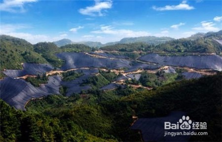 田七的功效与作用,不知道的点击查看