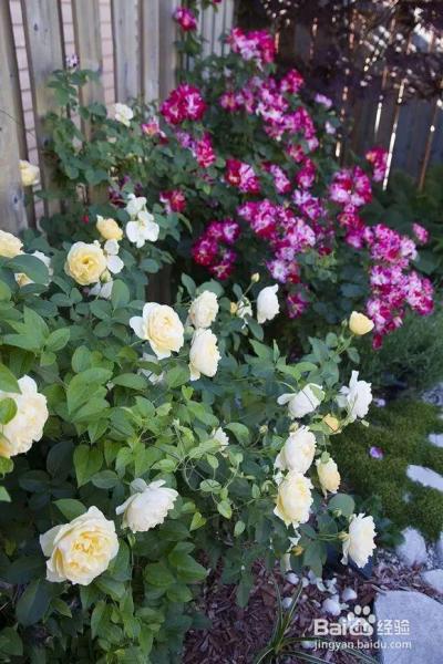 老花农的一颗月季真漂亮，难怪给他多少钱都不换