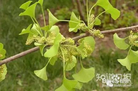 铁树开花难有些花100年开1次才是真绝色