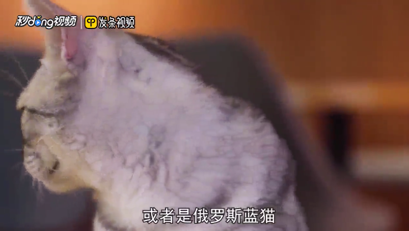 宠物猫的名字有哪些