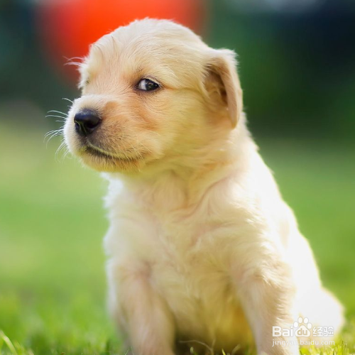 “暖男”金毛犬是怎么养的?