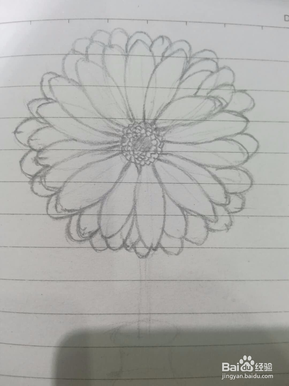 《菊花小景》手绘过程