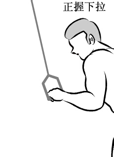 怎样练出完美肌肉：[7]肱三头肌