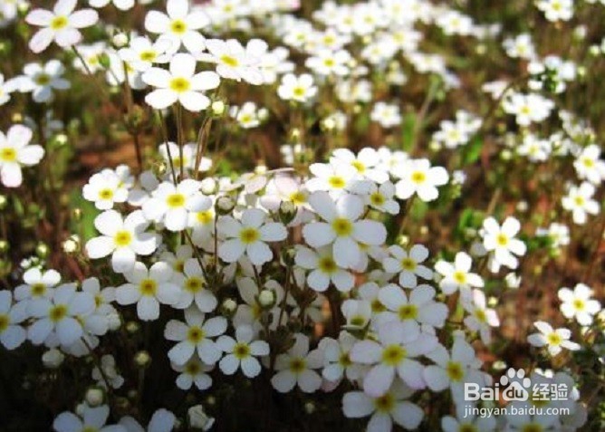 满天星盆栽怎么养