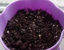 草莓是怎么种植的