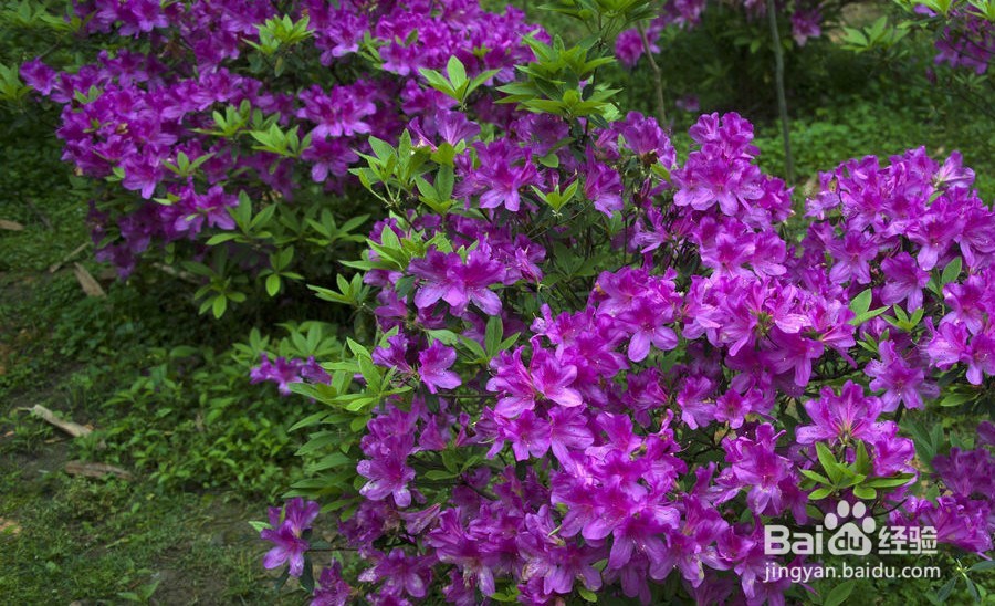 一些花卉不开花怎么办