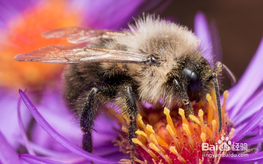 蜜蜂的循环系统一