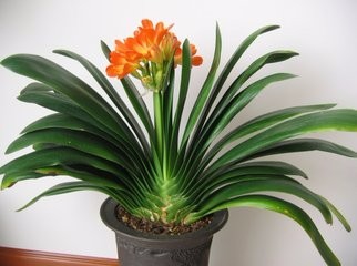 如何防止君子兰“夹箭”?