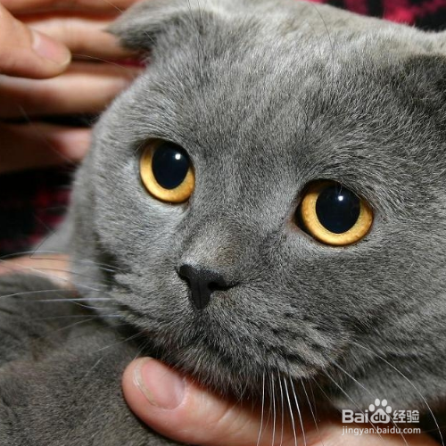 苏格兰折耳猫为什么讨人喜欢
