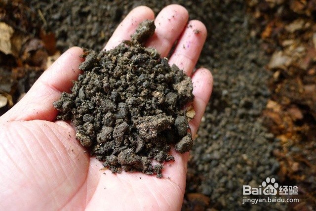 君子兰花土的配制方法