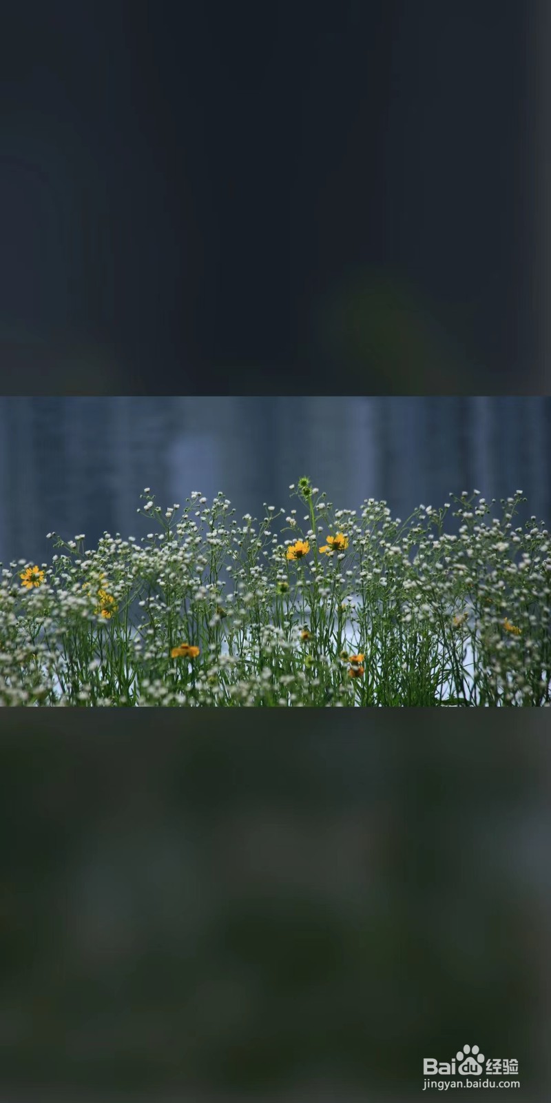 种满天星的种子需要注意什么