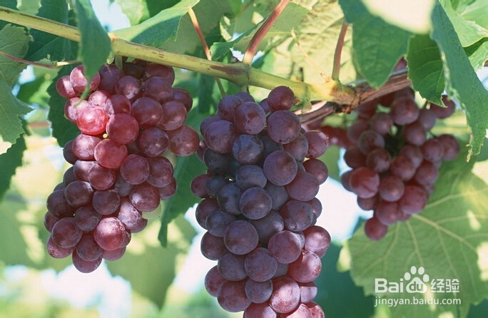 男人戒不掉烟如何养肺 养肺护肺的16款食物