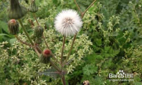 每天喝一杯既能消炎又能清热解毒