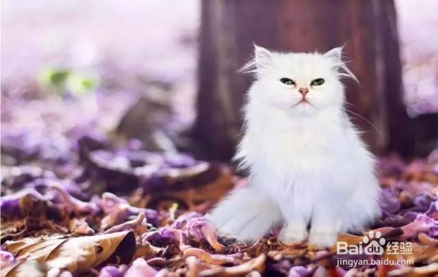 Photoshop新手们的抠图技巧