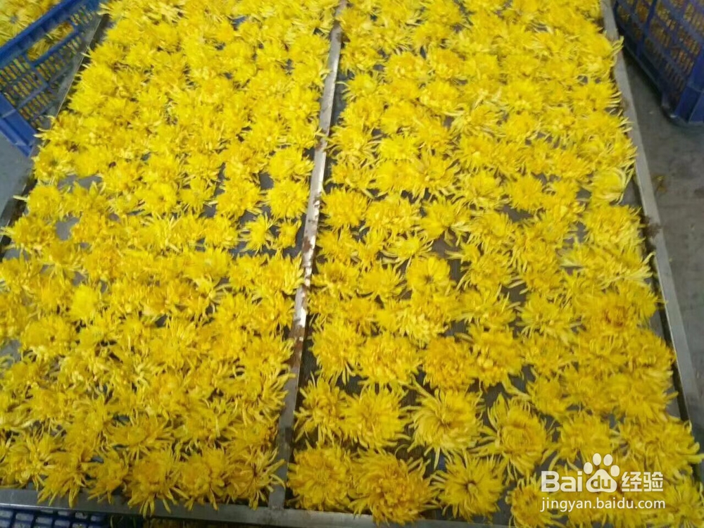 金丝皇菊、苏北菊烘干工艺
