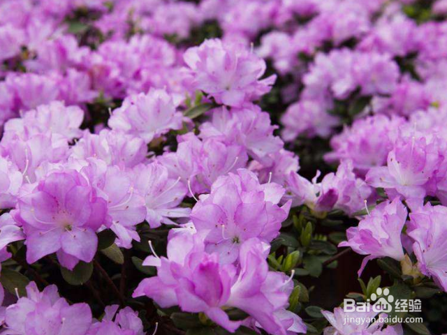 养殖春娟需要注意什么？